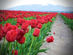 Tulip Festival (2012)